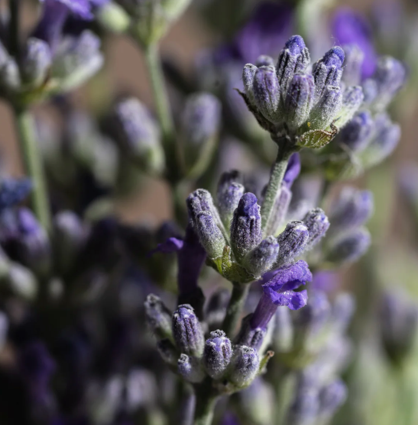 Pura Refills Lavender Fields